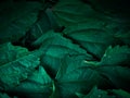 Green grass leaf pattern on dark background Royalty Free Stock Photo