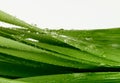 Green grass leaf with water drops. Nature background Royalty Free Stock Photo