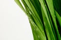 Green grass leaf with water drops. Nature background Royalty Free Stock Photo