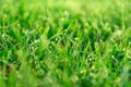 Green grass leafs with morning dew drops at sunrise. Royalty Free Stock Photo