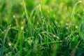 Green grass leafs with morning dew drops at sunrise. Royalty Free Stock Photo