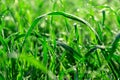 Green grass leafs with morning dew drops at sunrise. Royalty Free Stock Photo