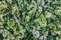 Green grass leaves covered with frost on a cold autumn morning Royalty Free Stock Photo