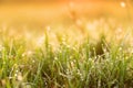 Green grass with dew drop and sunlight Royalty Free Stock Photo