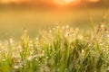 Green grass with dew drop and sunlight in the morning Royalty Free Stock Photo