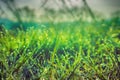Green grass leaves with drops of dew Royalty Free Stock Photo