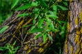 Green grass with leaves; foliage among curved embossed textured tree trunk with bright yellow moss; in sun light Royalty Free Stock Photo