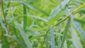 Green grass leaves in raindrops in cool weather Royalty Free Stock Photo