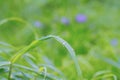 Green grass leaves in raindrops in cool weather Royalty Free Stock Photo