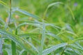 Green grass leaves in raindrops in cool weather Royalty Free Stock Photo