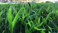 Green grass leaves sway on windy day