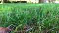 Green grass leaves sway on windy day