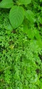 Green grass and leaves in wall