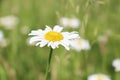 Green grass and light chamomiles in nature Royalty Free Stock Photo