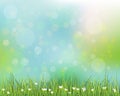 Green grass with little white flower background Royalty Free Stock Photo