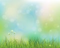 Green grass with little white flower background Royalty Free Stock Photo