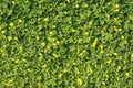 Green grass with a little yellow flower Royalty Free Stock Photo