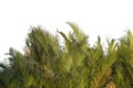 Green grass lush bush isolated on white background