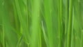 Green Grass Macro Background Video