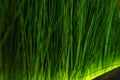 Green grass macro, closeup lawn meadow plant background