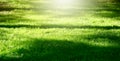 Green grass meadow background. Light and shadows Royalty Free Stock Photo