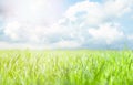 Green grass meadow background in sunny day with beautiful clouds Royalty Free Stock Photo
