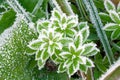 Green grass on meadow is covered with snow top view Royalty Free Stock Photo