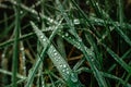 Green grass on meadow with drops of fresh clear water dew in the morning. Natural green background. Simple abstract