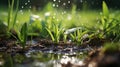 Green grass on a meadow with drops of water dew in the morning light in spring, summer outdoors. Generated by artificial Royalty Free Stock Photo