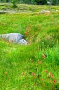 Green Meadow with wildflowers in Panthers Meadow on Mount Shasta Royalty Free Stock Photo