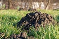 Green grass on a meadow with molehills Royalty Free Stock Photo