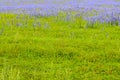 Green meadow of grass with violet flowers Royalty Free Stock Photo