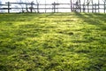 Green grass in the meadow in the rays of the morning sun in the backyard, on a blurred background the fence Royalty Free Stock Photo