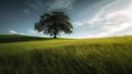 A green grass meadow with a single tree in the distance Royalty Free Stock Photo