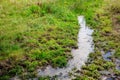 Meadow with streamlet Royalty Free Stock Photo