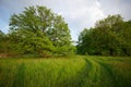 Green grass meadow with tree background Royalty Free Stock Photo