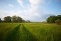 Green grass meadow with tree background Royalty Free Stock Photo