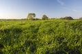 Green grass, trees on the horizon and blue sky Royalty Free Stock Photo
