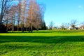 Green Grassn in New Zealand