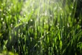 Green grass morning Royalty Free Stock Photo