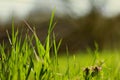 Green grass morning Royalty Free Stock Photo