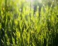 Green grass morning Royalty Free Stock Photo
