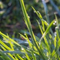 Green grass morning