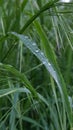 Green grass with morning dew