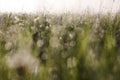 Green grass in morning dew blurred with bokeh texture Royalty Free Stock Photo