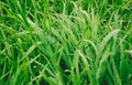 Green grass in the morning dew drops Royalty Free Stock Photo