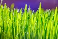 Green grass with morning dew. Fresh green leaves grass with dew drops, close up Royalty Free Stock Photo