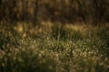 Green grass with morning dew at sunrise. Water drop, water on green grass. Beautiful grass with drops of water Royalty Free Stock Photo