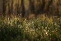 Green grass with morning dew at sunrise. Water drop, water on green grass. Beautiful grass with drops of water. Royalty Free Stock Photo