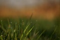 Green grass with morning dew at sunrise. Water drop, water on green grass. Beautiful grass with drops of water Royalty Free Stock Photo